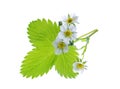 Strawberry plant isolated on white background Royalty Free Stock Photo