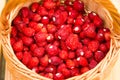 Strawberry plant. Juicy red ripe delicious berries of wild straw