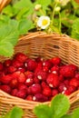 Strawberry plant. Juicy red ripe delicious berries of wild straw Royalty Free Stock Photo