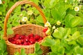 Strawberry plant. Juicy red ripe delicious berries of wild straw Royalty Free Stock Photo