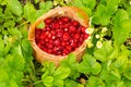 Strawberry plant. Juicy red ripe delicious berries of wild straw Royalty Free Stock Photo