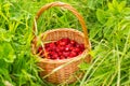 Strawberry plant. Juicy red ripe delicious berries of wild straw Royalty Free Stock Photo