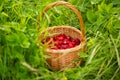 Strawberry plant. Juicy red ripe delicious berries of wild straw Royalty Free Stock Photo