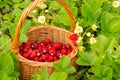 Strawberry plant. Juicy red ripe delicious berries of wild straw Royalty Free Stock Photo