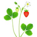 Strawberry plant with leaves, berries and flower, isolated on white background. Royalty Free Stock Photo