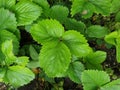 Strawberry plant leaves, organic agriculture, selective focus