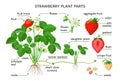 Strawberry plant parts, botanical drawings with the names of plant parts, morphology. Set of vector illustrations