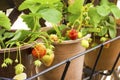 Strawberry plant in a pot bearing fruits at a garden Royalty Free Stock Photo