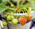 Strawberry plant in a pot bearing fruits Royalty Free Stock Photo