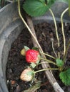 Strawberry plant in a pot