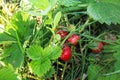 Strawberry plant with red berry in the garden.