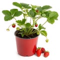 Strawberry Plant in Red Pot Isolated on White Background Royalty Free Stock Photo