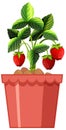 Strawberry plant in red pot isolated on white background Royalty Free Stock Photo