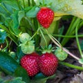 Strawberry plant Royalty Free Stock Photo