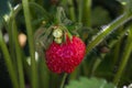 Strawberry plant Royalty Free Stock Photo