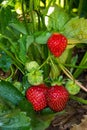 Strawberry plant Royalty Free Stock Photo