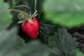 Strawberry plant with ripe red fruit. Close-up view. Spring fruit cultivation in your own garden and natural nutrition