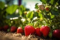 Strawberry plant with ripe red strawberries outside on sunny day in an orchard, generative AI Royalty Free Stock Photo