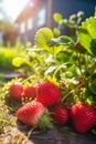 Strawberry plant with ripe red strawberries outside on sunny day in an orchard, generative AI Royalty Free Stock Photo