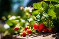 Strawberry plant with ripe red strawberries outside on sunny day in an orchard, generative AI Royalty Free Stock Photo