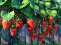 Strawberry plant with ripe strawberries hanging from the vine Royalty Free Stock Photo