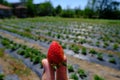 Strawberry plant with ripening berries in field. Bush, agriculture Royalty Free Stock Photo