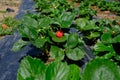 Strawberry plant with ripening berries in field. Bush, agriculture Royalty Free Stock Photo