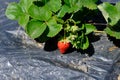 Strawberry plant with ripening berries in field. Bush, agriculture Royalty Free Stock Photo