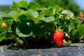 Strawberry plant with ripening berries in field. Bush, agriculture Royalty Free Stock Photo