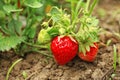 Strawberry plant with ripening berries growing Royalty Free Stock Photo