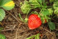 Strawberry plant with ripening berries Royalty Free Stock Photo