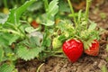 Strawberry plant with ripening berries in field