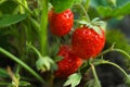 Strawberry plant with ripening berries growing in field Royalty Free Stock Photo