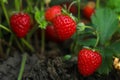 Strawberry plant with ripening berries growing in field Royalty Free Stock Photo