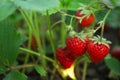 Strawberry plant with ripening berries growing in field