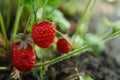 Strawberry plant with ripening berries growing in field Royalty Free Stock Photo