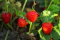 Strawberry plant with ripening berries growing in field Royalty Free Stock Photo