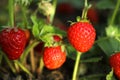 Strawberry plant with ripening berries growing in field Royalty Free Stock Photo