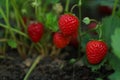 Strawberry plant with ripening berries growing in field Royalty Free Stock Photo