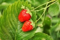 Strawberry plant with ripening berries Royalty Free Stock Photo