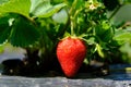 Strawberry plant with ripening berries in field. Bush, agriculture Royalty Free Stock Photo