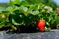 Strawberry plant with ripening berries in field. Bush, agriculture Royalty Free Stock Photo