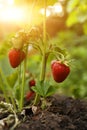 Strawberry plant with ripening berries growing in garden, closeup Royalty Free Stock Photo