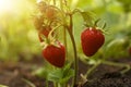 Strawberry plant with ripening berries growing in garden, closeup Royalty Free Stock Photo