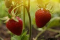 Strawberry plant with ripening berries growing in garden, closeup Royalty Free Stock Photo