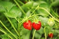 Strawberry plant with ripening berries