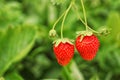 Strawberry plant with ripening berries Royalty Free Stock Photo