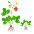 Strawberry plant with roots, flowers, fruits and daughter plant.