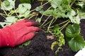 Strawberry plant runners, or stolons, being planted in a garden raised bed by a person wearing gloves. Royalty Free Stock Photo