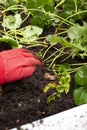 Strawberry plant runners, or stolons, being planted in a garden raised bed by a person wearing gloves. Royalty Free Stock Photo